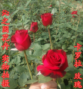 玫瑰花苗 大花月季正宗红玫瑰卡罗拉 浓香切花月季盆栽花期带花苞