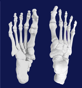 白骨禅观结缘不净观图脚掌白骨图观想戒色定制禅修五门禅法戒淫画