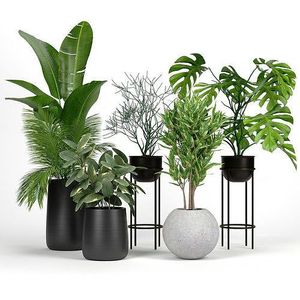 成都花卉绿植租赁办公室绿植租摆室内植物景观设计大植物养护同城