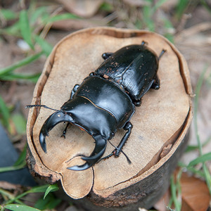 中国大锹幼虫l1 l2 (售罄)