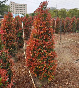 红车树苗鸿运当头风水树庭院绿植园林绿化四季常绿植物树塔形盆栽