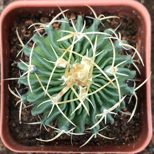 实生振武玉仙人球长刺多棱球属大鼻多肉室内阳台趣味多肉植物盆栽