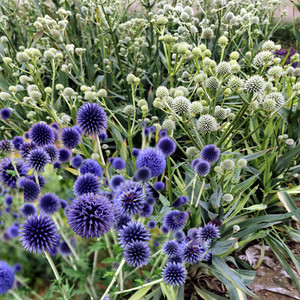 海滨刺芹 蓝刺头花苗 多年生耐寒宿根花卉 【鲁虹园艺】