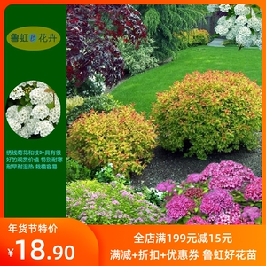 重瓣绣线菊小手鞠花苗 金山 金焰  公主 绣线菊花苗 【鲁虹园艺】