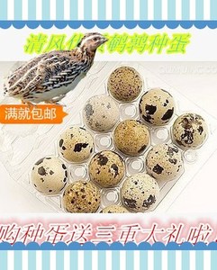 莎维麦脱非洲朝鲜龙城黑羽 黄白羽孵化用产蛋肉鹌鹑种蛋受精蛋