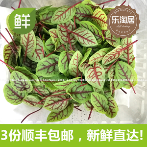 西餐摆盘装饰花苗 sorrel red 新鲜 红丝酸模 红茎酸模叶 50片