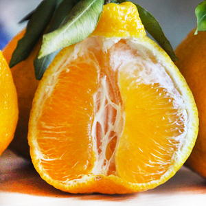 【全网首发】四川柠檬不知火蒲江丑橘丹棱特级甜柑橘大果8斤现货