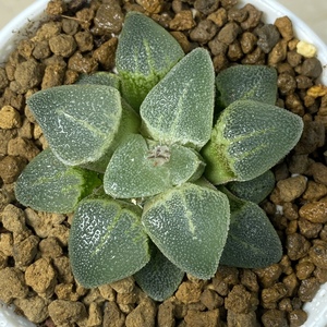 多肉植物冰钻寿透窗磨面十二卷室内精品花卉小盆栽一物一拍