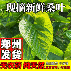 河南郑州现摘新鲜桑叶蚕宝宝鲜嫩桑蚕叶喂蚕小蚕叶食物养蚕嫩叶子