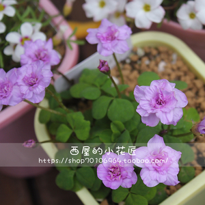 5月发货 粉重 Oxalis nidulans pompom 多年生秋植酢浆草种球