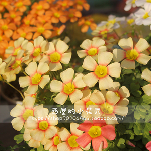 【sunbird酢浆草】sunbird酢浆草品牌,价格 - 阿里巴巴