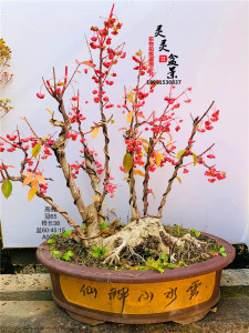 日本真弓盆景原生桃叶卫毛小品盆景桩结红果耐寒一物一拍