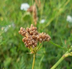 奈珞莉 单方中yao精油 蛇麻子精油 蛇床子 10ml