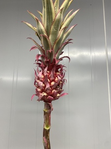 荷兰进口迷你小粉菠萝鲜花小凤梨家用水养 北京速递顺丰 可做干花