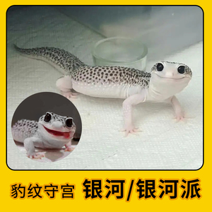 豹纹守宫蜥蜴幼体活体爬宠异宠物 银河/银河派/超级雪花/雪花日蚀