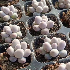 汤圆多肉植物正版手指奶糖豆进口贵货花卉办公室拇指萌肉趣味包邮