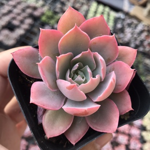 粉红天使多肉植物pinky贵货稀有韩国进口杂交阳台庭院粉色薄叶系