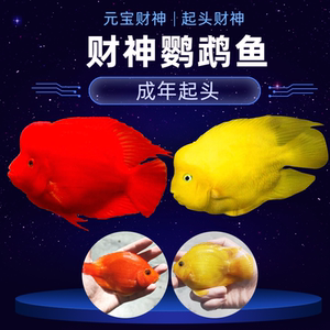 热带观赏鱼宠物鱼中大型活体鱼风水鱼黄金鹦鹉鱼财神鱼发财鱼包活