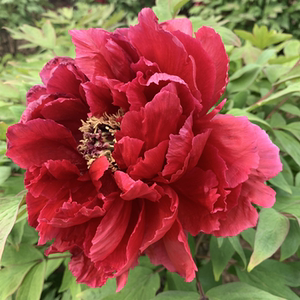 芳纪牡丹