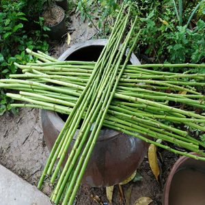 无刺蔷薇砧木玫瑰砧木欧月棒棒糖独杆树状月季嫁接砧木蔷薇枝条