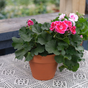 三木花境 天竺葵花苗盆栽阳台花卉四季开花植物带花发货