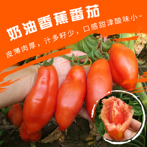 奶油香蕉番茄种子古老水果西红柿农家菜园春季四季易种植蔬菜水果