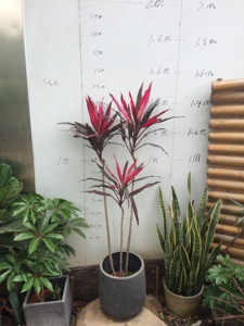 紫叶富贵竹