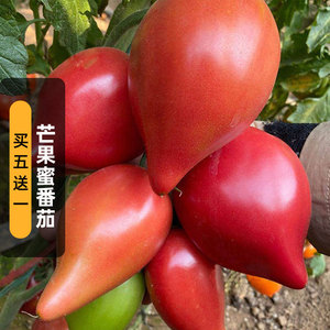 芒果番茄种子100粒香蕉西红柿中型果圣女果蔬菜种籽室外阳台春季