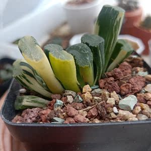 广重玉扇锦 锦好 两面锦都好