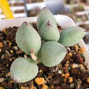 白糖豆水泡 多肉植物 肉肉植物 萌肉肉组合盆栽 室内花卉 陌上花