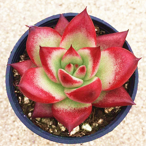 红檀 多肉植物 肉肉植物 萌肉肉组合盆栽 室内花卉 陌上花