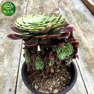 法师多肉嘉年华