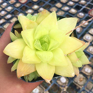 黄金凝脂菊 多肉植物 肉肉植物 玉露十二卷 萌肉肉组合 陌上花