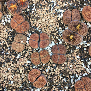 富贵玉生石花母本 多肉植物 肉肉植物 萌肉肉组合盆栽花卉 陌上花