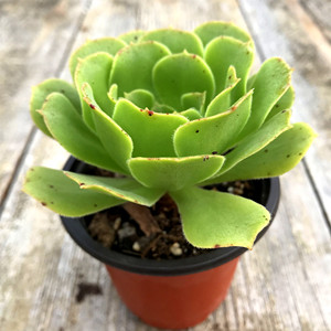 绿羊绒法师控养多肉植物肉肉植物萌肉肉组合盆栽花卉陌上花