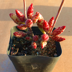 梅花鹿水泡老桩 多肉植物 肉肉植物 萌肉肉组合盆栽花卉 陌上花
