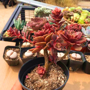 大红袍老桩 多肉植物 肉肉植物 萌肉肉组合盆栽 室内花卉 陌上花