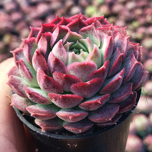 庭院地栽盆栽八月桂花香老金桂天香台阁老朱砂丹桂沉香桂456人付款10