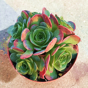 罗拉公主山地玫瑰 多肉植物 肉肉植物 萌肉肉组合盆栽 室内花卉