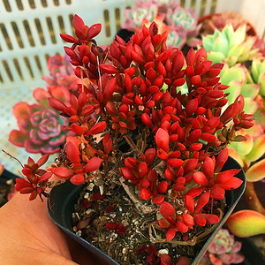 红稚儿老桩 多肉植物 肉肉植物 萌肉肉组合盆栽室内花卉 陌上花