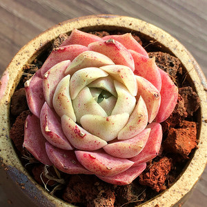 海琳娜控养单头 多肉植物 肉肉植物 萌肉肉组合盆栽花卉 陌上花