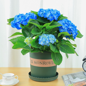 绣球花植物盆栽红花粉花蓝花色大型盆栽绿植