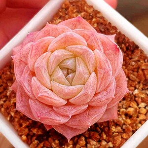 多肉植物韩货精品一物一拍 新品贵货 纯爱 玉芙蓉 粉水晶