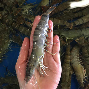 活虾 花虾 鲜活基围虾 斑节虾 时价活发【南宁同城配送海鲜】