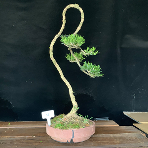 56号雀舌皱皮黄杨大文人老桩树桩盆栽办公室茶室四季常青植物