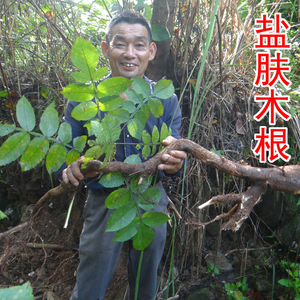 野生盐肤木根 中药材五倍子根 盐霜柏 纯根 新鲜切片晒干 500g
