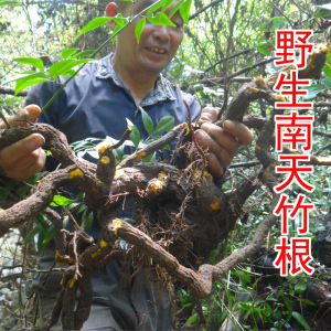 南天竹根