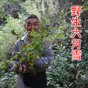 野生白马骨 中药材六月雪 自家采的纯野生路边金 新鲜晒干500g