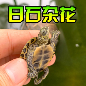 日石龟杂花日花日石杂花小乌龟宠物龟网红乌龟杂交龟观赏龟水龟