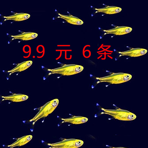 迷你灯鱼满天星热带观赏小型红绿灯草缸观赏鱼微型群游灯科鱼活体